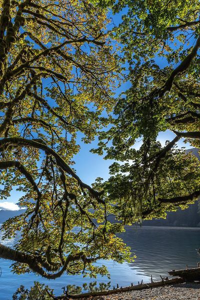 Jaynes Gallery 아티스트의 USA-Washington State-Olympic National Park Alder tree branches overhang shore of Lake Crescent작품입니다.